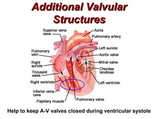 Additional Valvular
            Structures




Help to keep A-V valves closed during ventricular systole
 