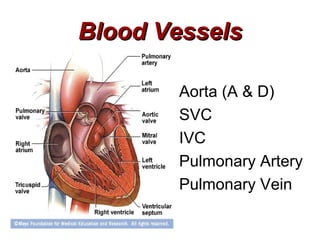 Blood Vessels

       Aorta (A & D)
       SVC
       IVC
       Pulmonary Artery
       Pulmonary Vein
 