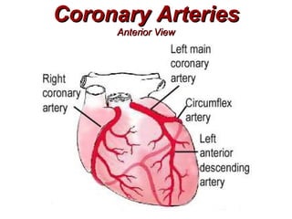 Coronary Arteries
     Anterior View
 