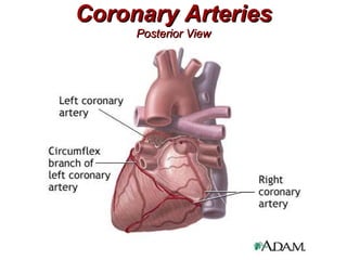 Coronary Arteries
     Posterior View
 