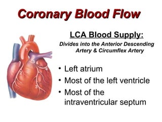 Coronary Blood Flow
         LCA Blood Supply:
      Divides into the Anterior Descending
            Artery & Circumflex Artery


      • Left atrium
      • Most of the left ventricle
      • Most of the
        intraventricular septum
 