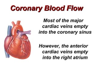 Coronary Blood Flow
         Most of the major
         cardiac veins empty
       into the coronary sinus

       However, the anterior
        cardiac veins empty
        into the right atrium
 