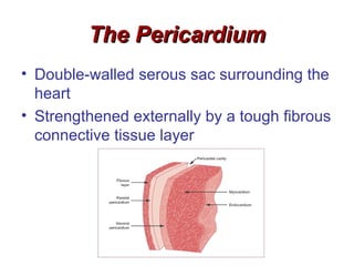 The Pericardium
• Double-walled serous sac surrounding the
  heart
• Strengthened externally by a tough fibrous
  connective tissue layer
 