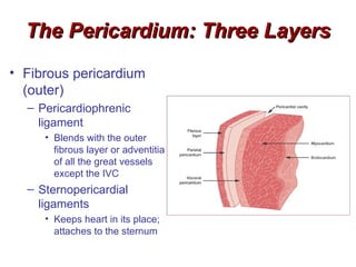 The Pericardium: Three Layers
• Fibrous pericardium
  (outer)
  – Pericardiophrenic
    ligament
     • Blends with the outer
       fibrous layer or adventitia
       of all the great vessels
       except the IVC
  – Sternopericardial
    ligaments
     • Keeps heart in its place;
       attaches to the sternum
 
