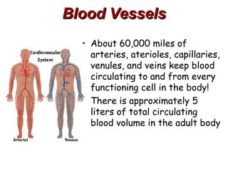 Blood Vessels
  • About 60,000 miles of
    arteries, aterioles, capillaries,
    venules, and veins keep blood
    circulating to and from every
    functioning cell in the body!
  • There is approximately 5
    liters of total circulating
    blood volume in the adult body
 