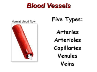 Blood Vessels

       Five Types:

         Arteries
        Arterioles
        Capillaries
         Venules
          Veins
 