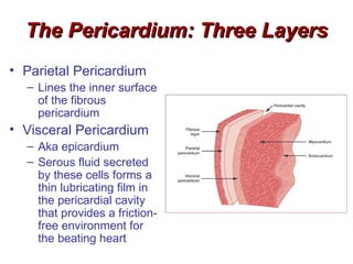 The Pericardium: Three Layers
• Parietal Pericardium
  – Lines the inner surface
    of the fibrous
    pericardium
• Visceral Pericardium
  – Aka epicardium
  – Serous fluid secreted
    by these cells forms a
    thin lubricating film in
    the pericardial cavity
    that provides a friction-
    free environment for
    the beating heart
 
