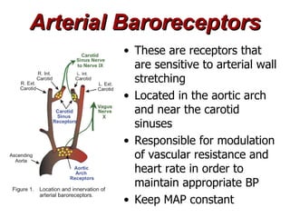 Arterial Baroreceptors
        • These are receptors that
          are sensitive to arterial wall
          stretching
        • Located in the aortic arch
          and near the carotid
          sinuses
        • Responsible for modulation
          of vascular resistance and
          heart rate in order to
          maintain appropriate BP
        • Keep MAP constant
 