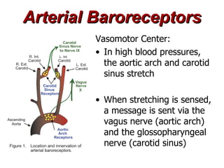Arterial Baroreceptors
        Vasomotor Center:
        • In high blood pressures,
          the aortic arch and carotid
          sinus stretch

        • When stretching is sensed,
          a message is sent via the
          vagus nerve (aortic arch)
          and the glossopharyngeal
          nerve (carotid sinus)
 