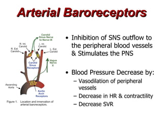 Arterial Baroreceptors
        • Inhibition of SNS outflow to
          the peripheral blood vessels
          & Stimulates the PNS

        • Blood Pressure Decrease by:
          – Vasodilation of peripheral
            vessels
          – Decrease in HR & contractility
          – Decrease SVR
 
