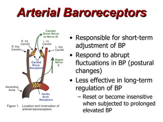 Arterial Baroreceptors
        • Responsible for short-term
          adjustment of BP
        • Respond to abrupt
          fluctuations in BP (postural
          changes)
        • Less effective in long-term
          regulation of BP
          – Reset or become insensitive
            when subjected to prolonged
            elevated BP
 