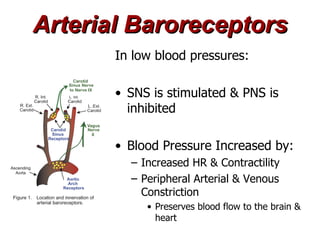 Arterial Baroreceptors
       In low blood pressures:

       • SNS is stimulated & PNS is
         inhibited

       • Blood Pressure Increased by:
         – Increased HR & Contractility
         – Peripheral Arterial & Venous
           Constriction
            • Preserves blood flow to the brain &
              heart
 