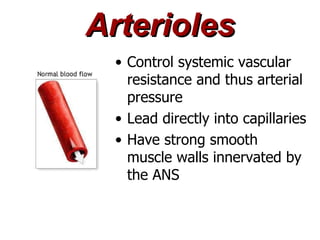 Arterioles
 • Control systemic vascular
   resistance and thus arterial
   pressure
 • Lead directly into capillaries
 • Have strong smooth
   muscle walls innervated by
   the ANS
 
