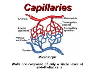 Capillaries




                Microscopic

Walls are composed of only a single layer of
              endothelial cells
 