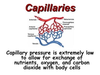 Capillaries



Capillary pressure is extremely low
       to allow for exchange of
   nutrients, oxygen, and carbon
        dioxide with body cells
 