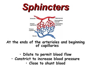 Sphincters


At the ends of the arterioles and beginning
                of capillaries

      • Dilate to permit blood flow
  • Constrict to increase blood pressure
          • Close to shunt blood
 