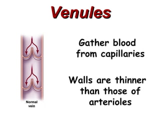 Venules
    Gather blood
   from capillaries

  Walls are thinner
   than those of
      arterioles
 