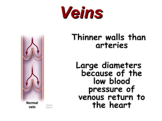 Veins
 Thinner walls than
       arteries

  Large diameters
    because of the
       low blood
     pressure of
   venous return to
      the heart
 