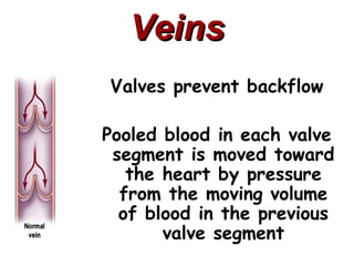 Veins
Valves prevent backflow

Pooled blood in each valve
 segment is moved toward
   the heart by pressure
  from the moving volume
  of blood in the previous
       valve segment
 