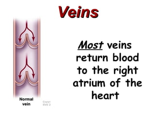 Veins

  Most veins
  return blood
  to the right
 atrium of the
     heart
 