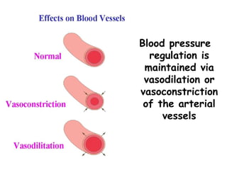 Blood pressure
  regulation is
 maintained via
 vasodilation or
vasoconstriction
 of the arterial
     vessels
 