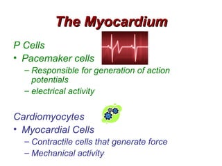The Myocardium
P Cells
• Pacemaker cells
  – Responsible for generation of action
    potentials
  – electrical activity


Cardiomyocytes
• Myocardial Cells
  – Contractile cells that generate force
  – Mechanical activity
 