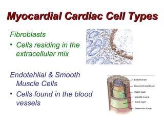 Myocardial Cardiac Cell Types
Fibroblasts
• Cells residing in the
  extracellular mix

Endotehlial & Smooth
  Muscle Cells
• Cells found in the blood
  vessels
 