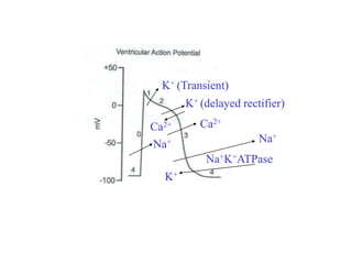 Na+
K+ (Transient)
Ca2+
K+ (delayed rectifier)
Ca2+
Na+K+ATPase
K+
Na+
 