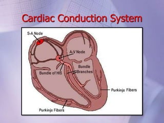 Cardiac Conduction System
 