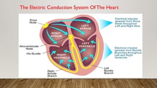 The Electric Conduction System Of The Heart
 