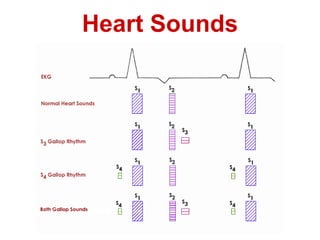 Heart Sounds
 