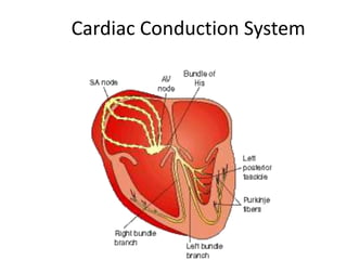 Cardiac Conduction System

 