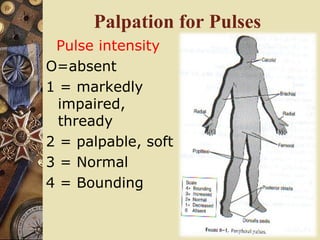 Palpation for Pulses
Pulse intensity
O=absent
1 = markedly
impaired,
thready
2 = palpable, soft
3 = Normal
4 = Bounding
 
