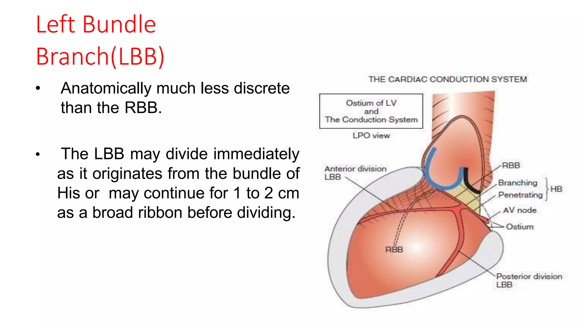 Llsb cardiac conduction system.pptx