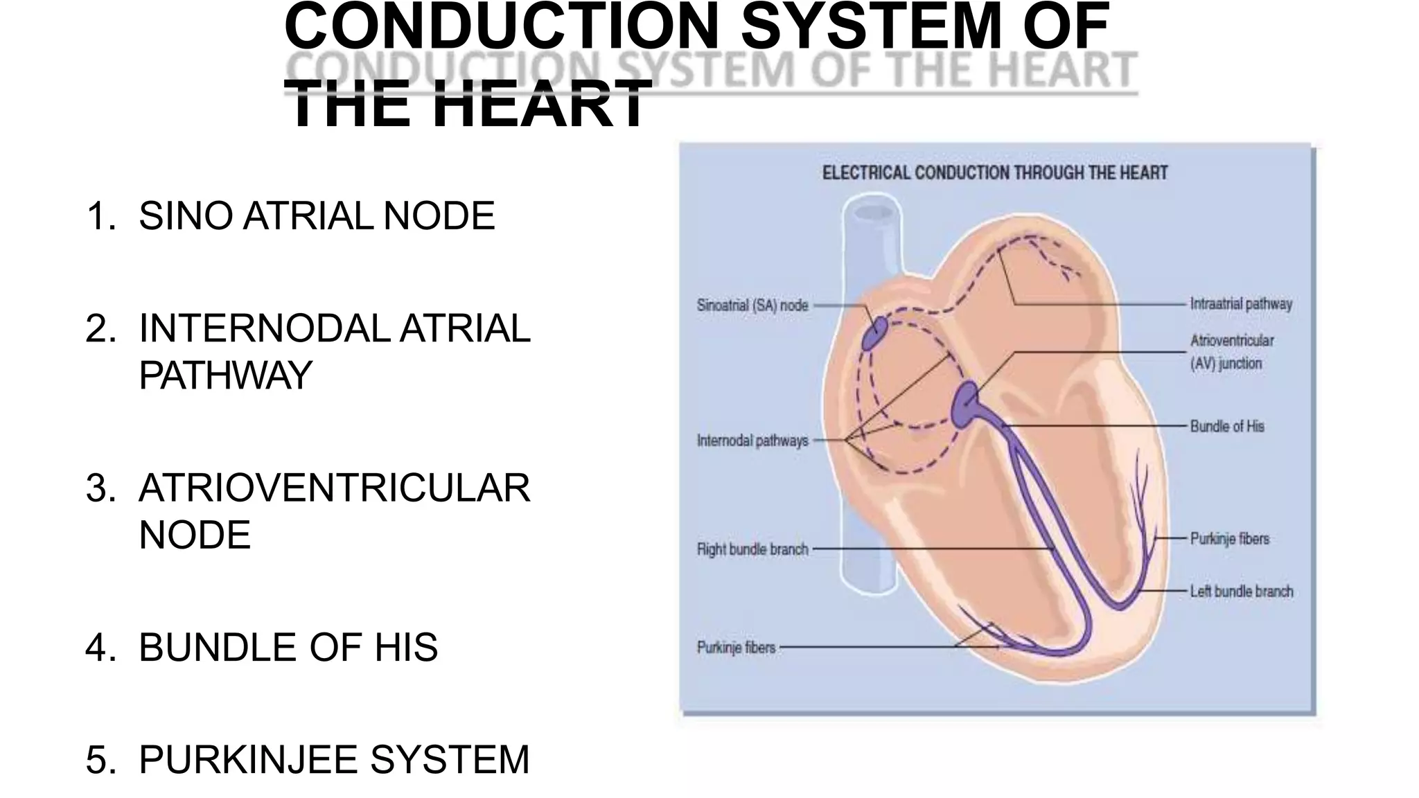 cardiac conduction system.pptx