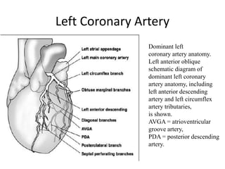 Left Coronary Artery
Dominant left
coronary artery anatomy.
Left anterior oblique
schematic diagram of
dominant left coronary
artery anatomy, including
left anterior descending
artery and left circumflex
artery tributaries,
is shown.
AVGA = atrioventricular
groove artery,
PDA = posterior descending
artery.
 