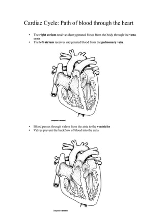 Cardiac Cycle: Path of blood through the heart
  •   The right atrium receives deoxygenated blood from the body through the vena
      cava
  •   The left atrium receives oxygenated blood from the pulmonary vein




  •   Blood passes through valves from the atria to the ventricles
  •   Valves prevent the backflow of blood into the atria
 