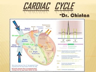 CARDIAC CYCLE

-Dr. Chintan

 