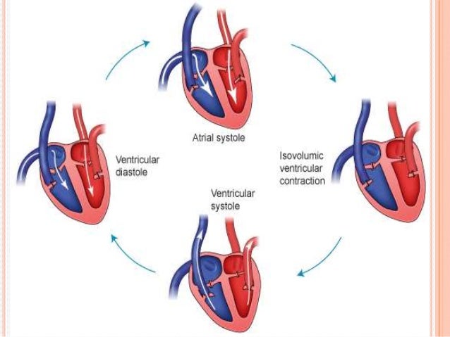 control pressure how blood cycle Cardiac