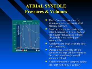 ATRIAL SYSTOLEATRIAL SYSTOLE
Pressures & VolumesPressures & Volumes
 The "a" wave occurs when theThe "a" wave occurs when the
atrium contracts, increasing atrialatrium contracts, increasing atrial
pressure (yellow).pressure (yellow).
 Blood arriving at the heart cannotBlood arriving at the heart cannot
enter the atrium so it flows back upenter the atrium so it flows back up
the jugular vein, causing the firstthe jugular vein, causing the first
discernible wave in the jugulardiscernible wave in the jugular
venous pulse.venous pulse.
 Atrial pressure drops when the atriaAtrial pressure drops when the atria
stop contracting.stop contracting.
 During atrial systole the atriumDuring atrial systole the atrium
contracts and tops off the volume incontracts and tops off the volume in
the ventricle with only a smallthe ventricle with only a small
amount of blood.amount of blood.
 Atrial contraction is complete beforeAtrial contraction is complete before
the ventricle begins to contract.the ventricle begins to contract.
 