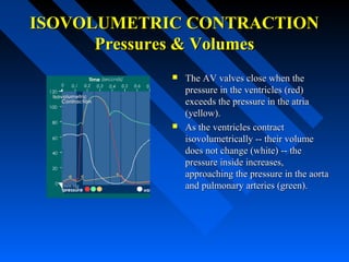 ISOVOLUMETRIC CONTRACTIONISOVOLUMETRIC CONTRACTION
Pressures & VolumesPressures & Volumes
 The AV valves close when theThe AV valves close when the
pressure in the ventricles (red)pressure in the ventricles (red)
exceeds the pressure in the atriaexceeds the pressure in the atria
(yellow).(yellow).
 As the ventricles contractAs the ventricles contract
isovolumetrically -- their volumeisovolumetrically -- their volume
does not change (white) -- thedoes not change (white) -- the
pressure inside increases,pressure inside increases,
approaching the pressure in the aortaapproaching the pressure in the aorta
and pulmonary arteries (green).and pulmonary arteries (green).
 