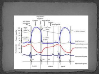 Cardiac Cycle Systole And Diastole