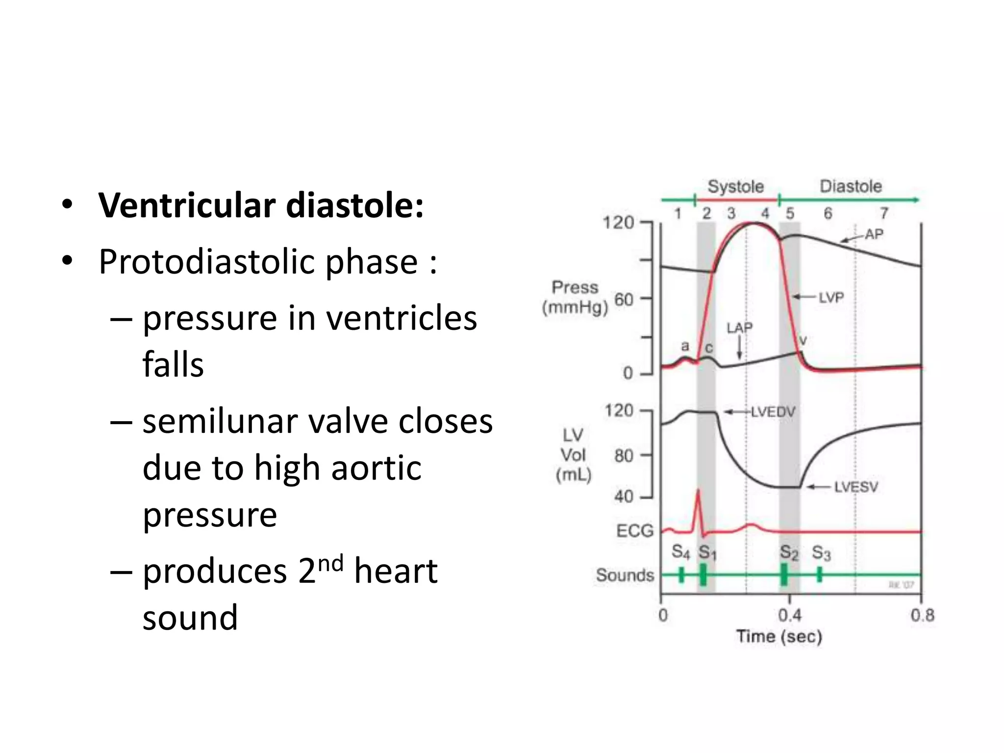 • Ventricular diastole:
• Protodiastolic phase :
– pressure in ventricles
falls
– semilunar valve closes
due to high aortic
pressure
– produces 2nd heart
sound
 