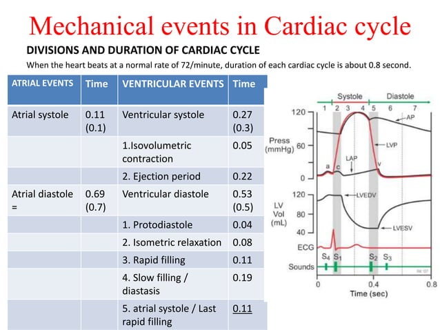 Cardiac cycle made easy | PPTX | Heart and Cardiovascular Diseases ...