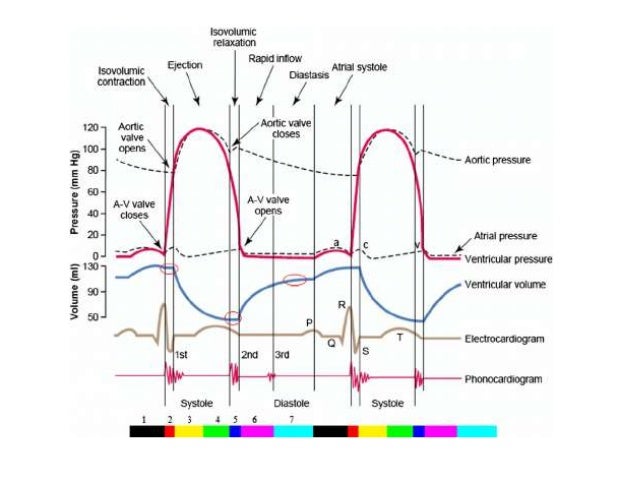 Wiggers diagram cardiac cycle