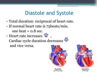 Diastole and Systole
• Total duration: reciprocal of heart rate.
• If normal heart rate is 75beats/min.
one beat = 0.8 sec.
• Heart rate increases ,
Cardiac cycle duration decreases
and vice versa.
 