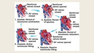 Cardiac cycle of heart in physiology pdf | PDF