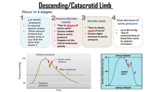 Descending/Catacrotid Limb
 