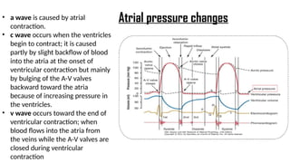 • a wave is caused by atrial
contraction.
• c wave occurs when the ventricles
begin to contract; it is caused
partly by slight backflow of blood
into the atria at the onset of
ventricular contraction but mainly
by bulging of the A-V valves
backward toward the atria
because of increasing pressure in
the ventricles.
• v wave occurs toward the end of
ventricular contraction; when
blood flows into the atria from
the veins while the A-V valves are
closed during ventricular
contraction
Atrial pressure changes
 