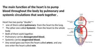 The main function of the heart is to pump
blood throughout the body by pulmonary and
systemic circulations that work together .
Heart has two pump “double”:
• one of them called pulmonary- from the heart to the lung.
• The other one called Systemic - from the heart to the whole
body
• Both of them work together.
• Pulmonary carries deoxygenated blood.
• Systemic carries oxygenated blood.
• Any vessel goes out from the heart called artery, and any
one enter the heart called vein.
 